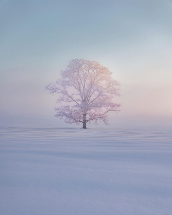 كونغ فو لي، الفائز بجائزة خاصة من تايوان، عن صورة لشجرة في أرض تكسوها الثلوج في اليابان. كونغ فو لي، الفائز بجائزة خاصة من تايوان، عن صورة لشجرة في أرض تكسوها الثلوج في اليابان. - سبوتنيك عربي