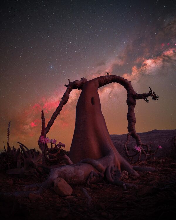 بنيامين بركات، الفائز بجائزة خاصة من سويسرا، عن صورة لشجرة "زجاجة الملكة" في سقطرى، اليمن. بنيامين بركات، الفائز بجائزة خاصة من سويسرا، عن صورة لشجرة "زجاجة الملكة" في سقطرى، اليمن. - سبوتنيك عربي