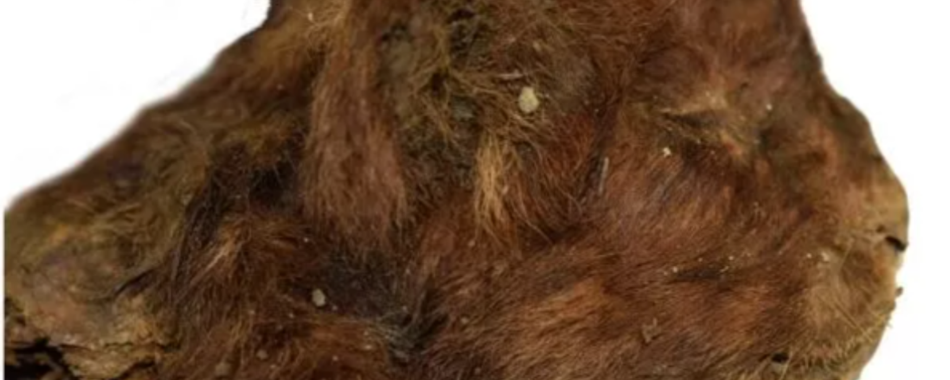 علماء روس يكتشفون قطا ذو أنياب سيفية جاب سيبيريا قبل 38 ألف عام  - سبوتنيك عربي, 1920, 06.12.2025