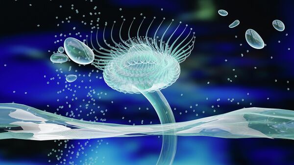 قنديل البحر - سبوتنيك عربي