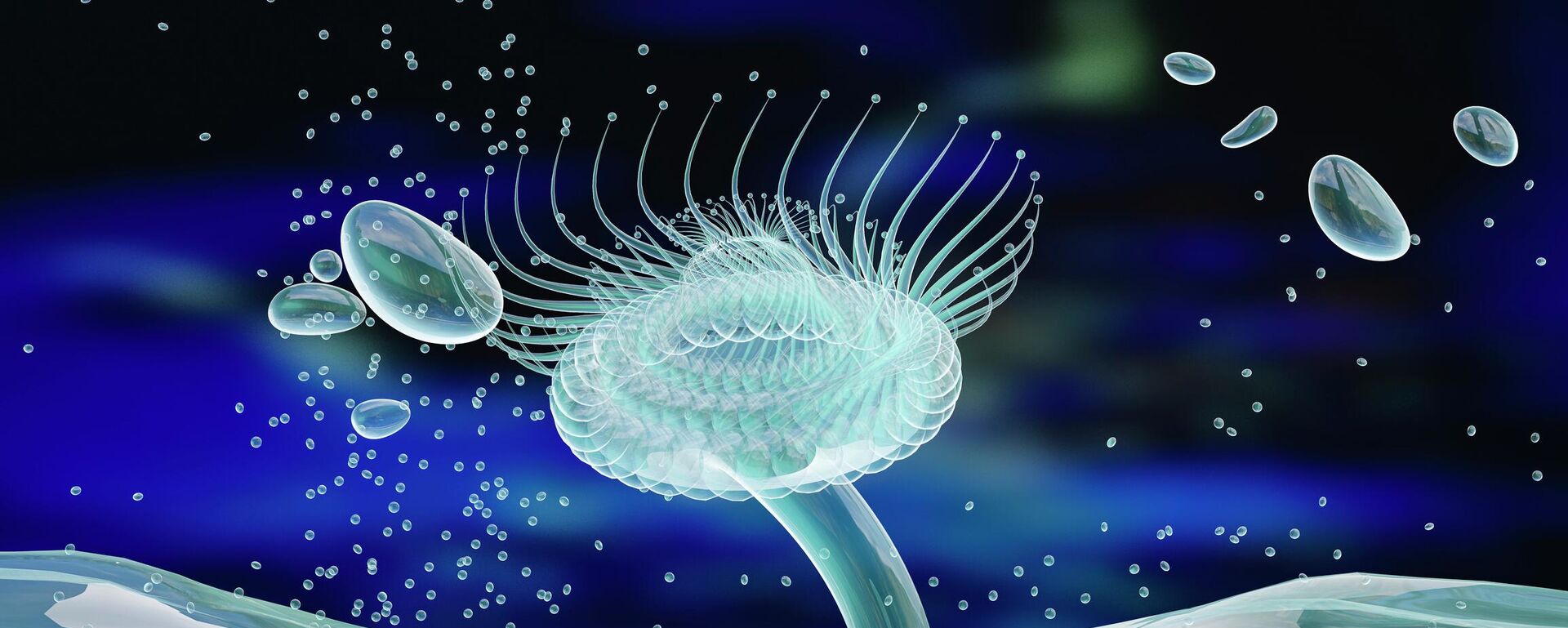 قنديل البحر - سبوتنيك عربي, 1920, 09.12.2025