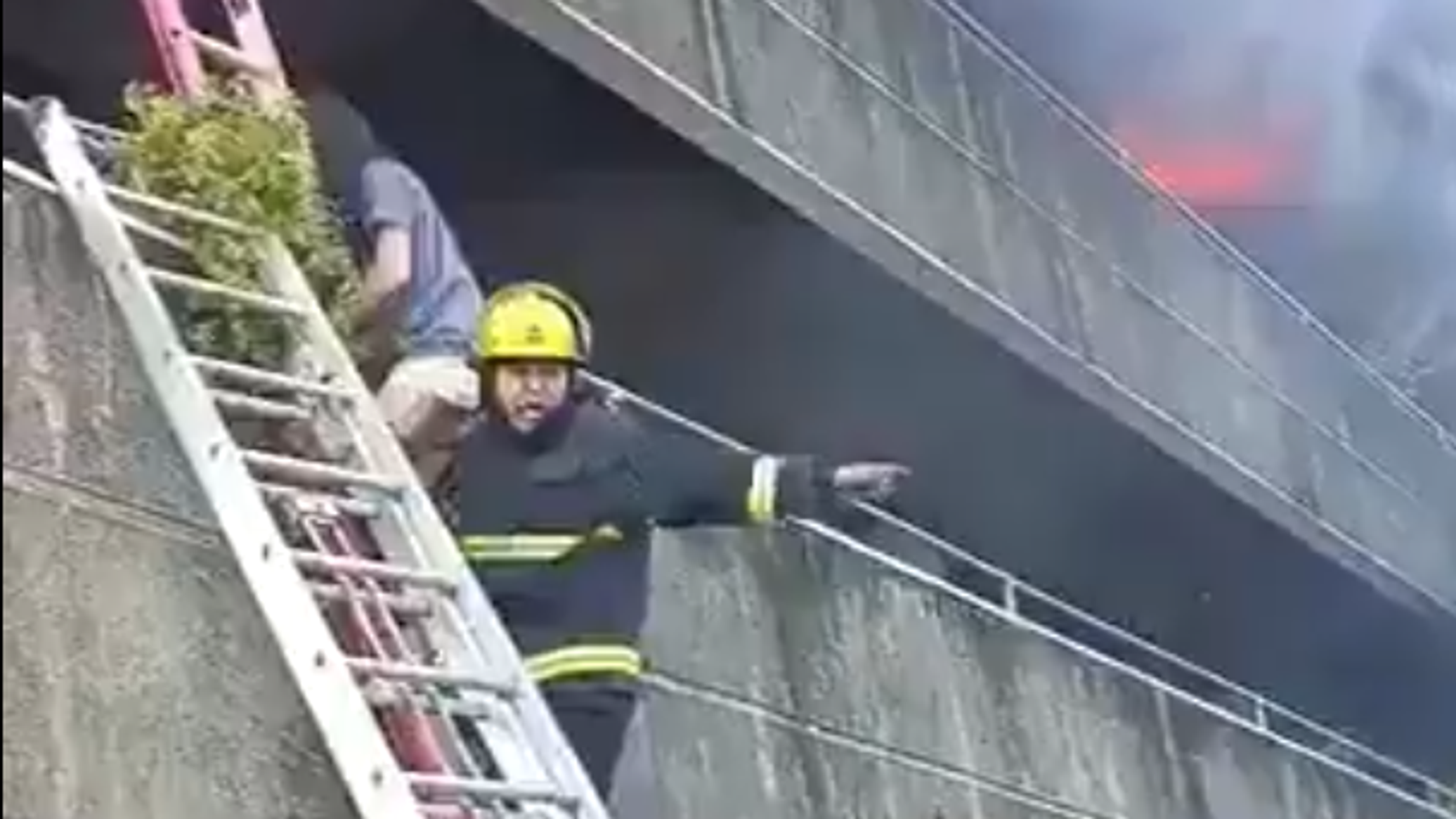 كلاب وقطط تتساقط من السماء في عملية إنقاذ بطولية... فيديو