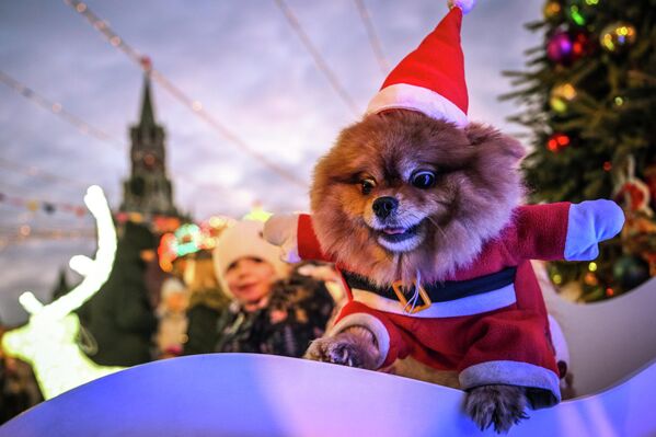 صورة تظهركلبا كثيف الشعر، مرتديا زي بابا نويل، في معرض &quot;غوم&quot;، في الساحة الحمراء، في موسكو. - سبوتنيك عربي