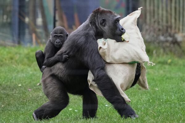 صورة تظهر الغوريلا "إيفي"، وهي جزء من عائلة غوريلا الأراضي المنخفضة الغربية المهددة بالانقراض، وتقوم إيفي بحمل ابنها الصغير على ظهرها، بالإضافة لأكياس هدايا عيد الميلاد التي قدمها حراس حديقة حيوان لندن، وذلك خلال احتفال الحديقة بفعالية "سحر عيد الميلاد"،  في لندن. - سبوتنيك عربي