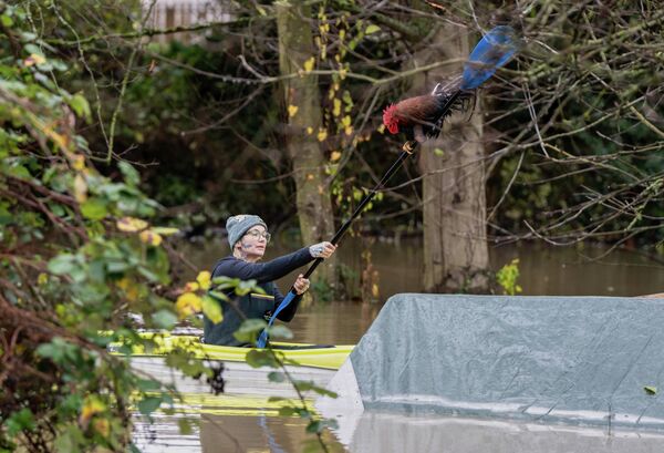 كيمبر جوستين ينقذ ديكا من حظيرة غمرتها الفيضانات أثناء فيضان في برلنغتون، واشنطن، الولايات المتحدة الأمريكية - سبوتنيك عربي