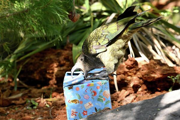 ببغاء يحاول فتح علبة هدية عيد الميلاد في حديقة حيوان أورانا، نيوزيلندا - سبوتنيك عربي