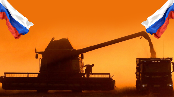 صادرات الحبوب الروسية في أول 20 يوما من ديسمبر ترتفع 14% - سبوتنيك عربي