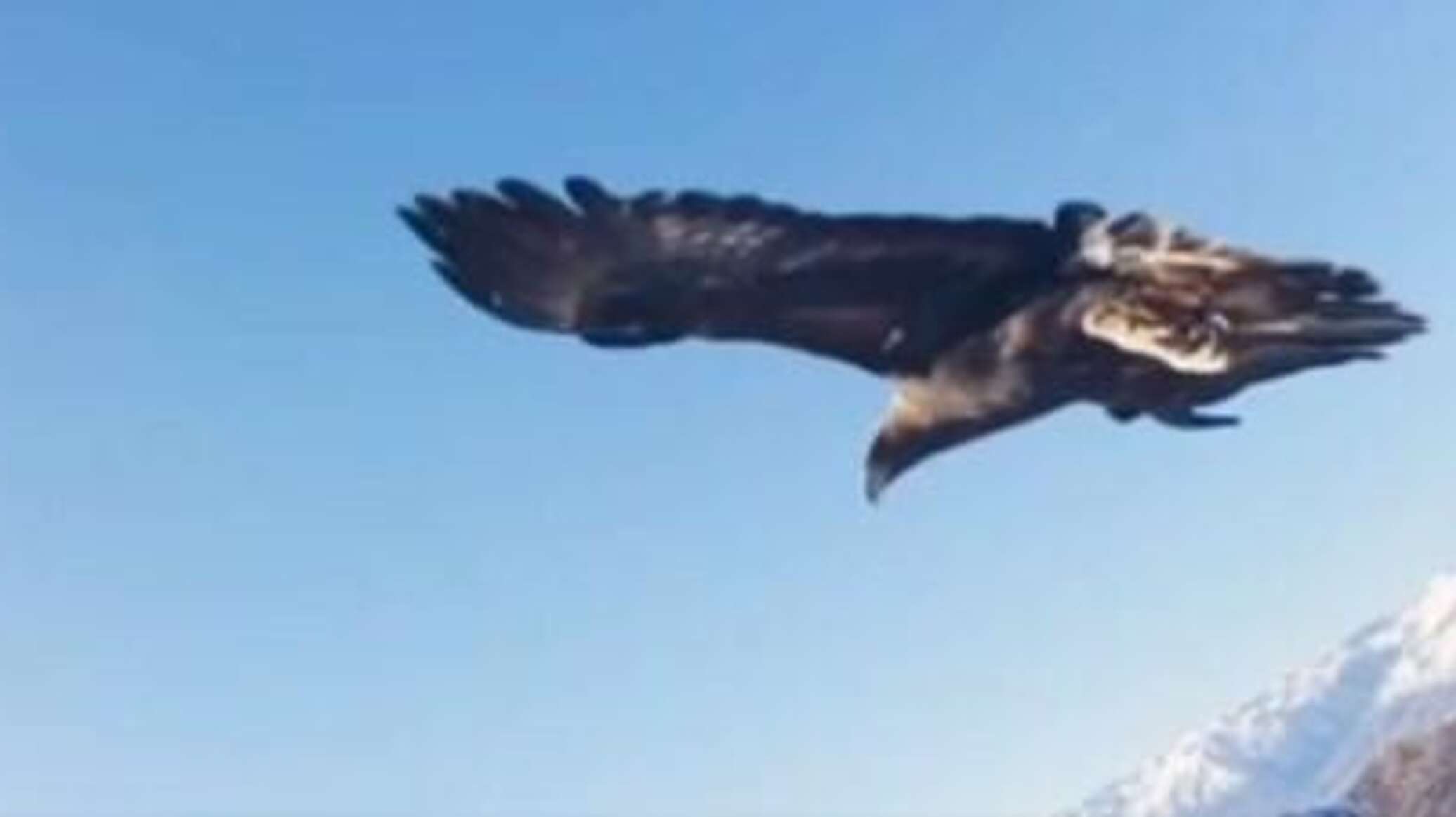 نسر يختطف طائرة مسيرة ويلتقط "سيلفي" في سماء تركيا...فيديو