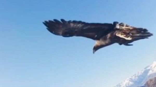 نسر - سبوتنيك عربي