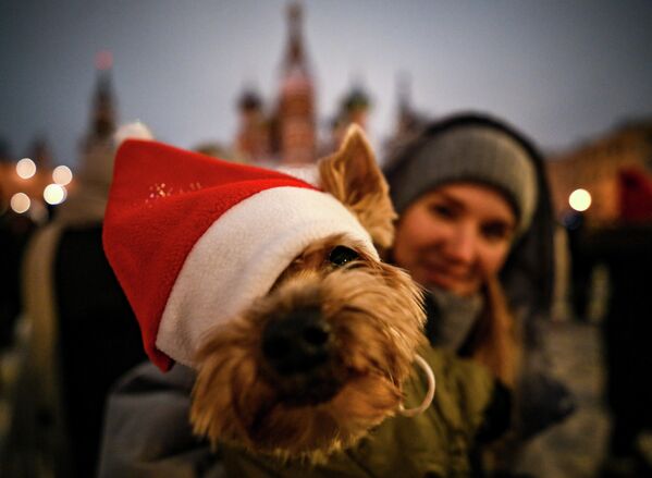 احتفالات رأس السنة الجديدة في الساحة الحمراء بموسكو، وتظهر في الصورة امرأة مع كلبها الذي يرتدي قبعة عيد الميلاء. - سبوتنيك عربي