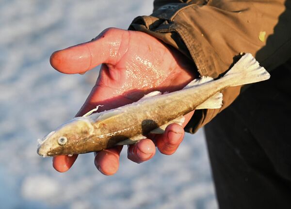 سمكة نافاجا اصطادها أحد المشاركين في مهرجان صيد الأسماك الشتوي لكأس العمدة "كول سميلت" في صيد الأسماك على الجليد في خليج برازنيكوف في فلاديفوستوك. - سبوتنيك عربي
