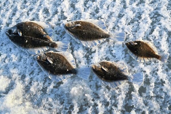 سمكة مفلطحة اصطادها أحد المشاركين في مهرجان صيد الأسماك الشتوي لكأس العمدة "كول سميلت" باستخدام طعوم صيد الأسماك على الجليد في خليج برازنيكوف في فلاديفوستوك. - سبوتنيك عربي