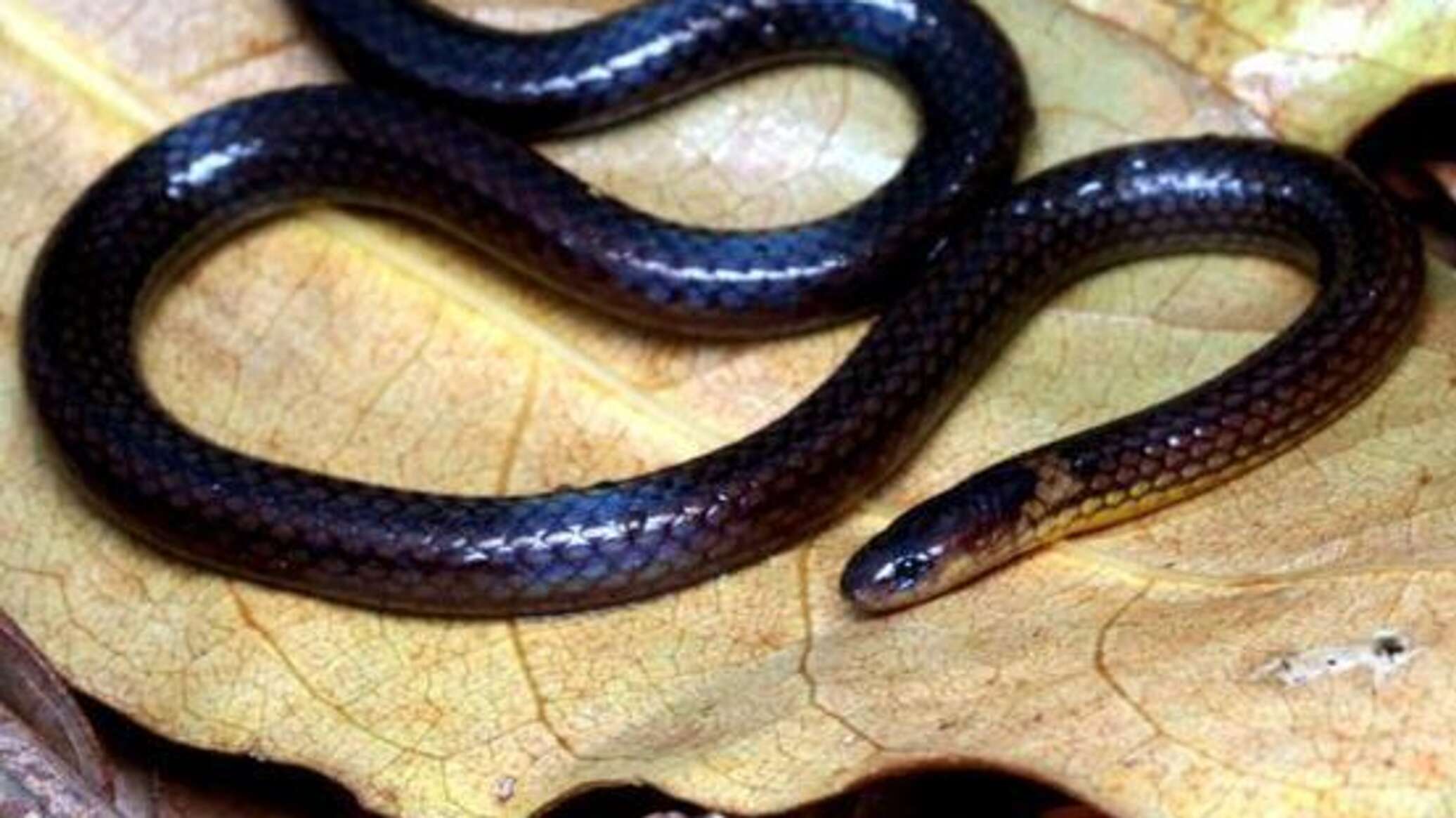 اكتشاف نوع جديد من الأفاعي في الهند