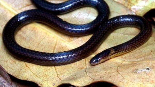 نوع جديد من الأفاعي - سبوتنيك عربي