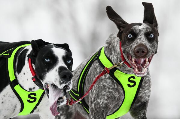 كلاب ضمن فريق سباق زلاجات الكلاب في بطولة مقاطعة نوفوسيبيرسك للناشئين في رياضة التزلج على الجليد بالكلاب "سباق الزلاجات التي تجرها الكلاب-2026" في منتزه نوزدريكا الرياضي في مدينة كولتسوفو العلمية. - سبوتنيك عربي