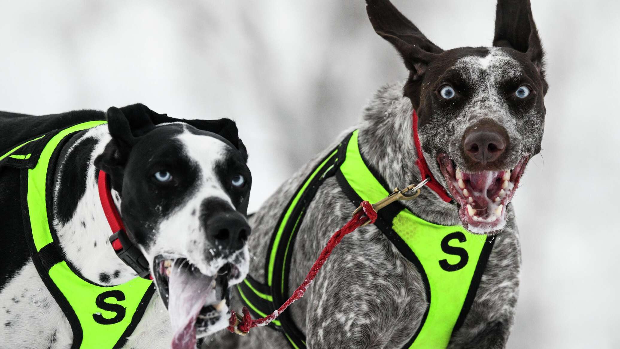 سباق زلاجات الكلاب.. تحديات الشتاء وأجواء عيد الميلاد 2026