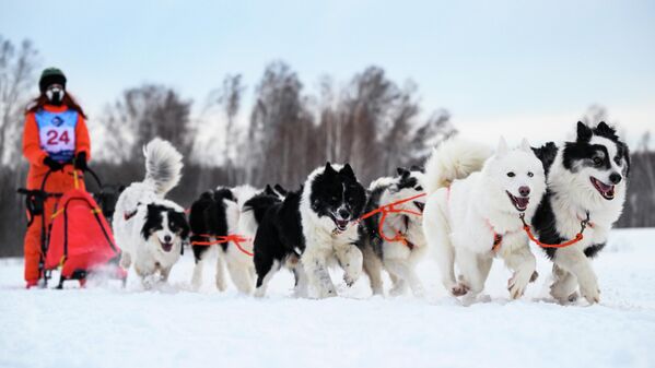 رياضية تقود فريقا من الكلاب خلال "سباق الزلاجات التي تجرها الكلاب-2026" "في بطولة مقاطعة نوفوسيبيرسك للناشئين في رياضة التزلج على الجليد بالكلاب في منتزه نوزدريكا الرياضي في مدينة كولتسوفو العلمية. - سبوتنيك عربي
