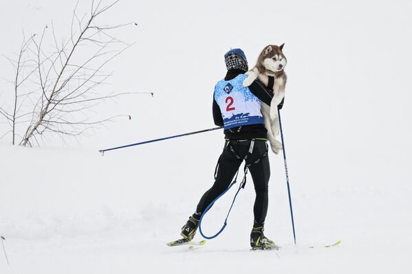 متزلج يحمل كلبا متعبا ضمن فريق سباق زلاجات الكلاب في بطولة مقاطعة نوفوسيبيرسك للناشئين في رياضة التزلج على الجليد بالكلاب "سباق الزلاجات التي تجرها الكلاب-2026" في منتزه نوزدريكا الرياضي في مدينة كولتسوفو العلمية. - سبوتنيك عربي