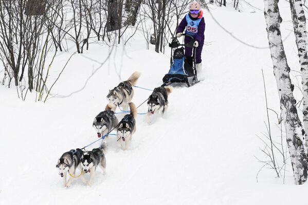 رياضية تقود فريقًا من الكلاب ضمن فريق سباق زلاجات الكلاب في بطولة مقاطعة نوفوسيبيرسك للناشئين في رياضة التزلج على الجليد بالكلاب "سباق الزلاجات التي تجرها الكلاب-2026" في منتزه نوزدريكا الرياضي في مدينة كولتسوفو العلمية. - سبوتنيك عربي
