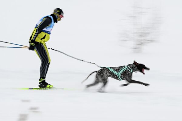 يتنافس متزلج وكلبه ضمن فريق سباق زلاجات الكلاب في بطولة مقاطعة نوفوسيبيرسك للناشئين في رياضة التزلج على الجليد بالكلاب  "سباق الزلاجات التي تجرها الكلاب-2026" في منتزه نوزدريكا الرياضي في مدينة كولتسوفو العلمية. - سبوتنيك عربي