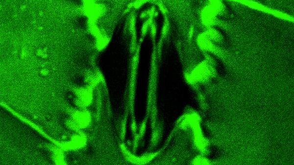 علماء يرصدون لأول مرة تنفس النباتات في التوقيت الحقيقي - سبوتنيك عربي