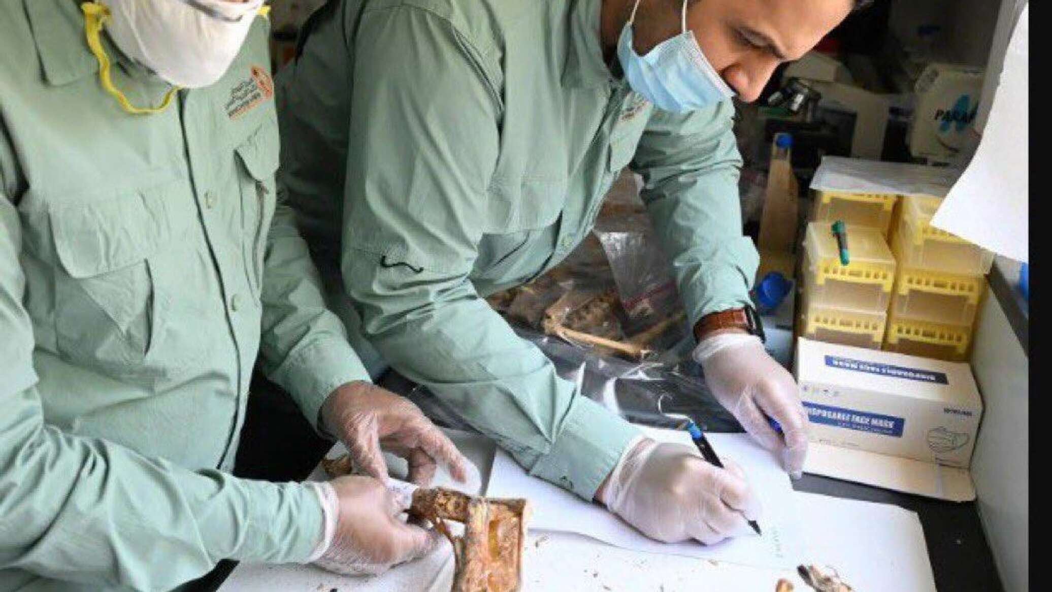 العثور على فهود محنطة طبيعيا في كهوف السعودية... صور