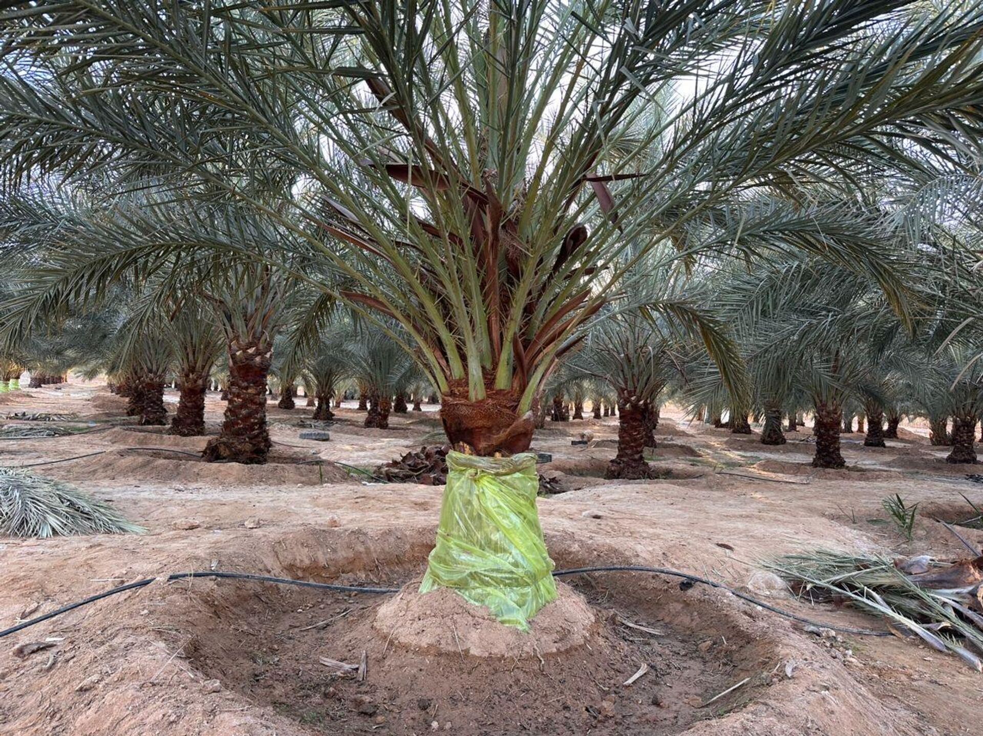 سوسة النخيل الحمراء في ليبيا - سبوتنيك عربي, 1920, 16.01.2026