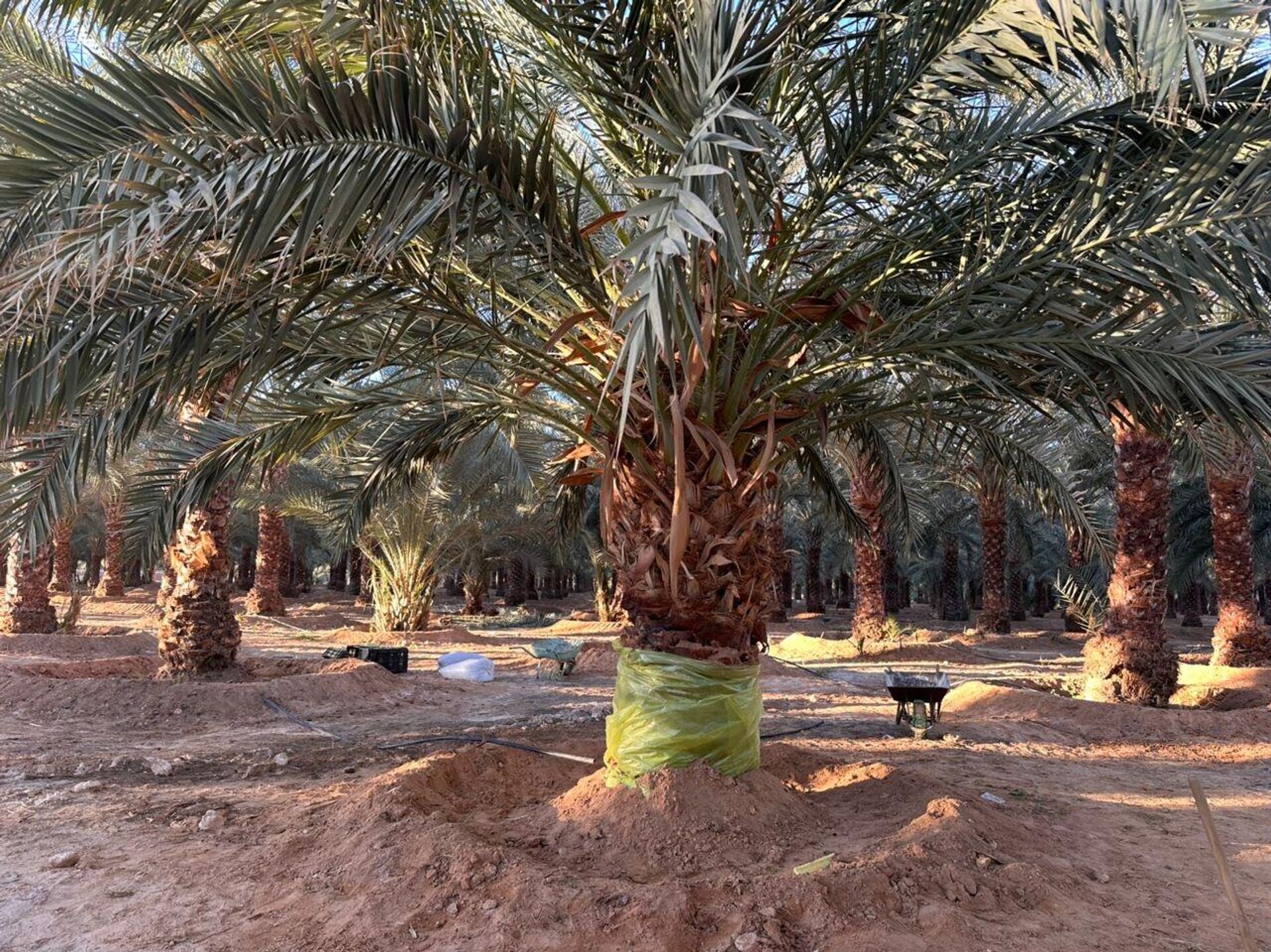 سوسة النخيل الحمراء في ليبيا - سبوتنيك عربي, 1920, 16.01.2026