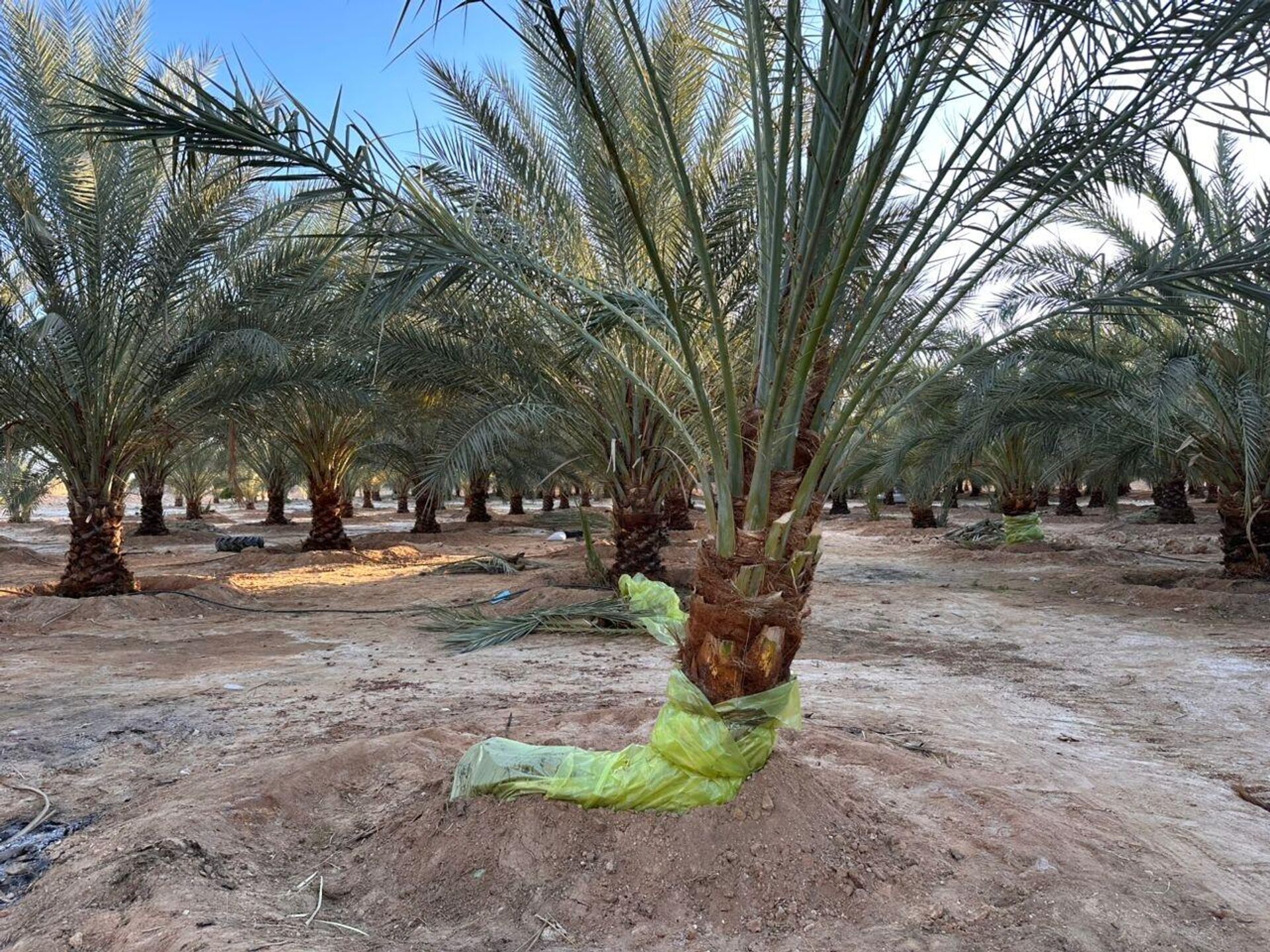 سوسة النخيل الحمراء في ليبيا - سبوتنيك عربي, 1920, 16.01.2026