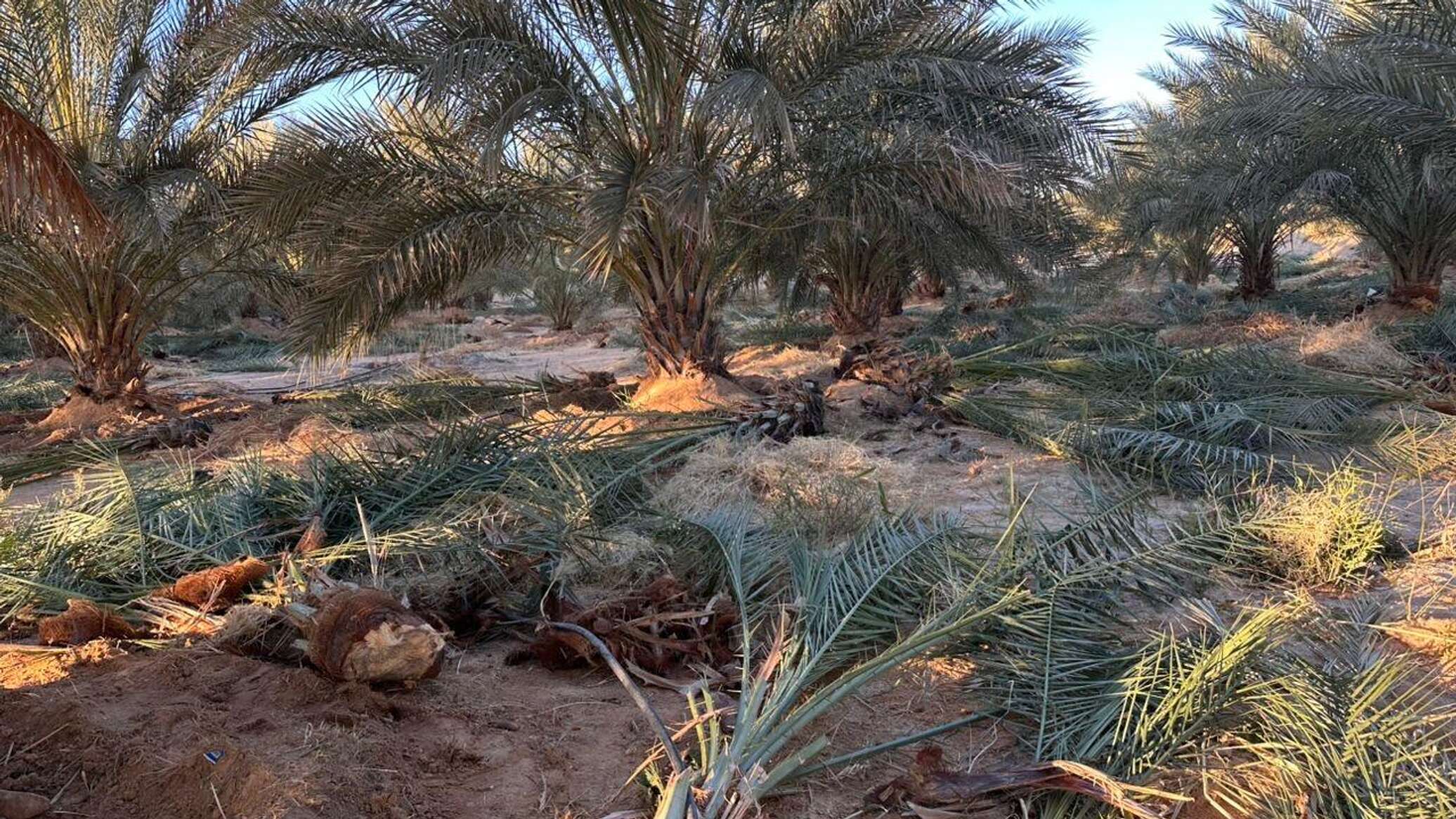 تحذيرات من انتشار سوسة النخيل الحمراء في الجفرة الليبية ونداءات لتدخل عاجل