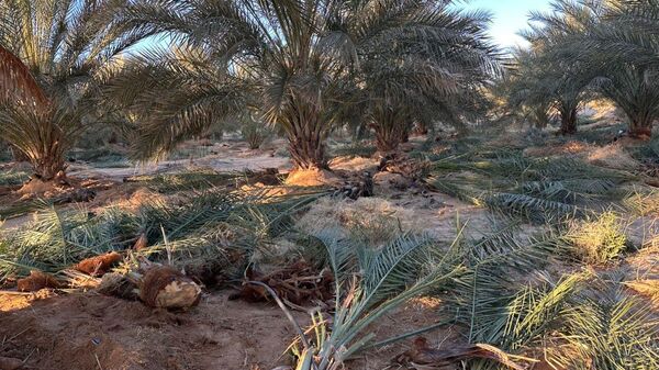 سوسة النخيل الحمراء في ليبيا - سبوتنيك عربي