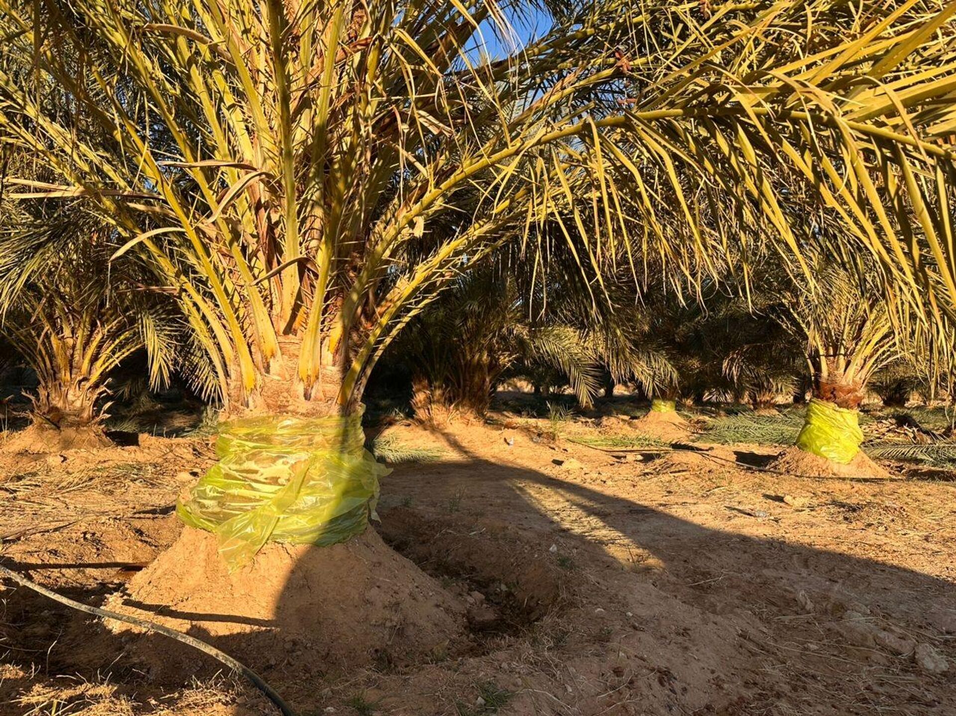 سوسة النخيل الحمراء في ليبيا - سبوتنيك عربي, 1920, 16.01.2026