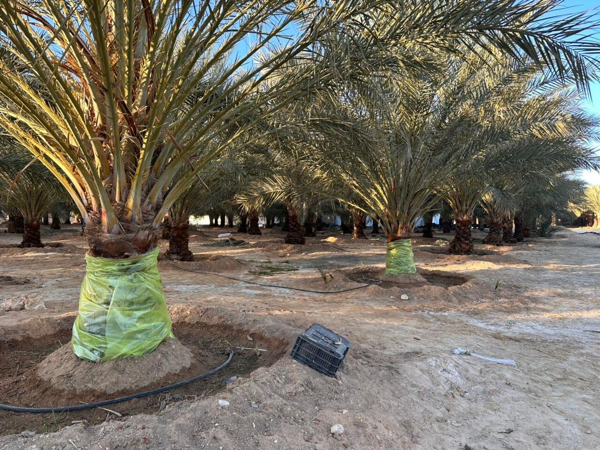 سوسة النخيل الحمراء في ليبيا - سبوتنيك عربي, 1920, 16.01.2026