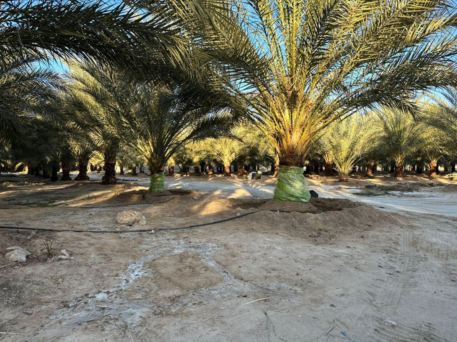 سوسة النخيل الحمراء في ليبيا - سبوتنيك عربي, 1920, 16.01.2026