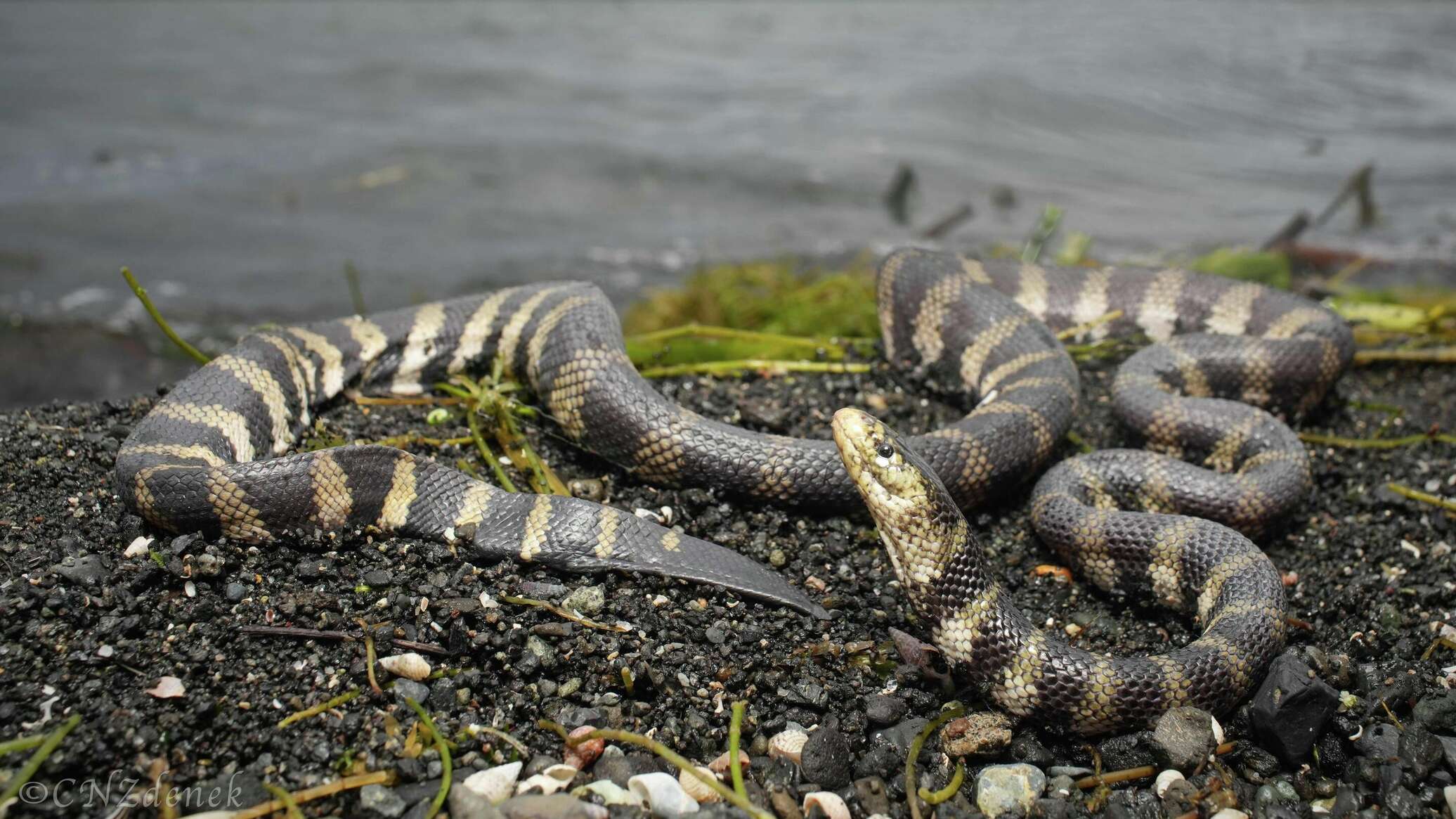 طوله 12 مترا ويفترس القروش.. اكتشاف أطول ثعبان بحري في التاريخ