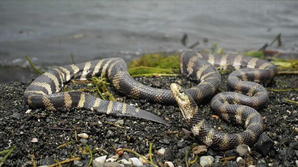 ثعبان بحري - سبوتنيك عربي