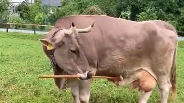 فيرونيكا الذكية… بقرة تعيد تعريف مفاهيم الذكاء - سبوتنيك عربي