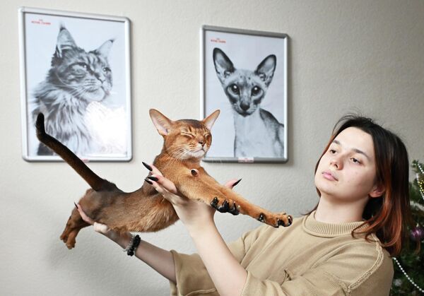 قطة حبشية تُدعى دارلين فلور دالمور بلاك ومالكتها داريا غروزينوفا في موسكو. حازت القطة على المركز الأول في التصنيف السنوي لأجمل القطط في العالم وفقًا للاتحاد العالمي للقطط (WCF)، متفوقةً على 1500 قطة أخرى من مختلف أنحاء العالم. - سبوتنيك عربي