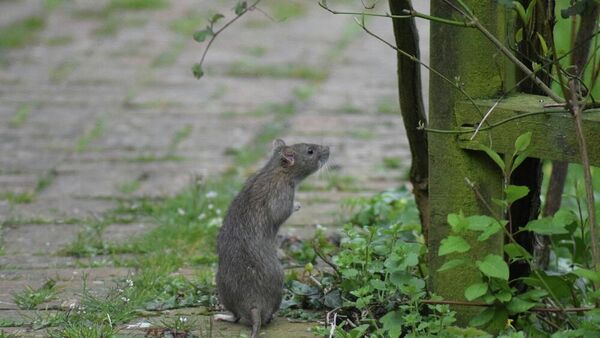 فأر - سبوتنيك عربي