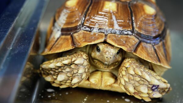 سلحفاة - سبوتنيك عربي