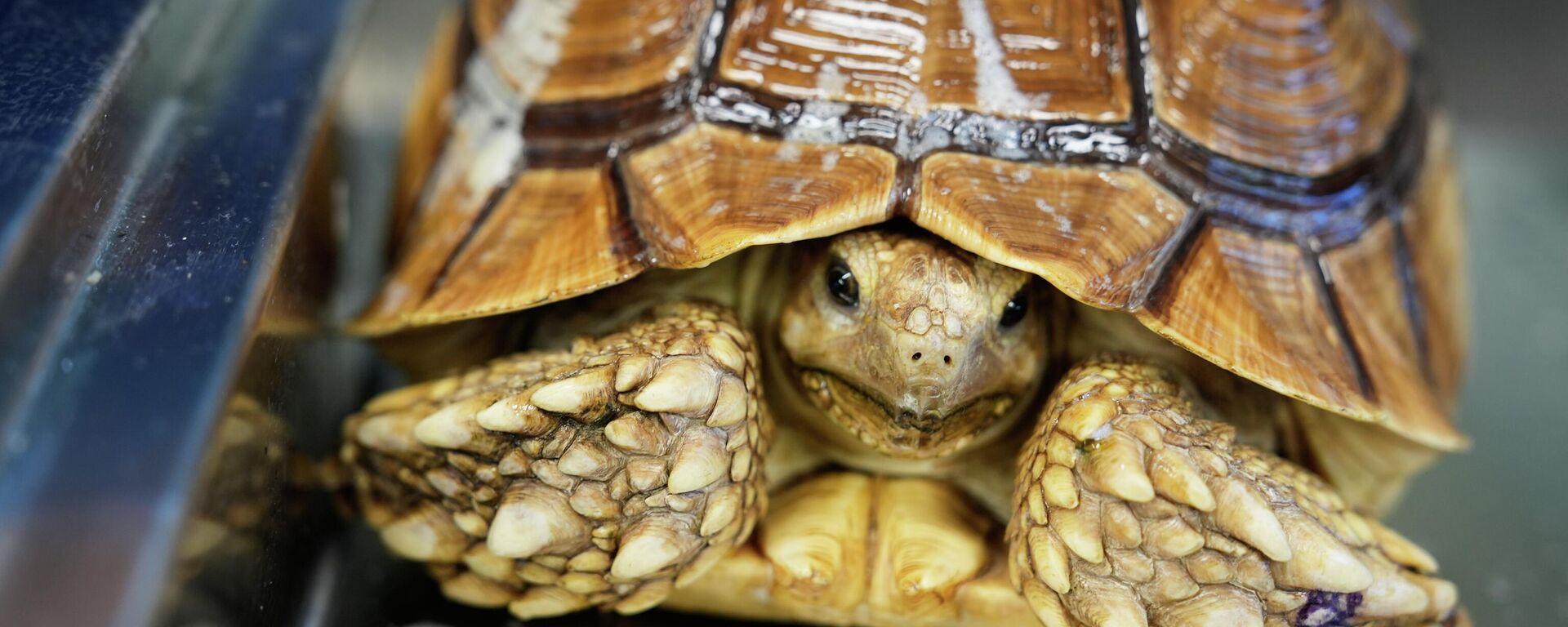 سلحفاة - سبوتنيك عربي, 1920, 25.01.2026