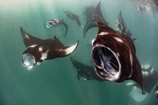 نال المصور ماركو لاوسدي، تنويها شرفيا في فئة سلوك الحياة البحرية للأجهزة المدمجة ضمن مسابقة "فنون المحيطات 2025" عن صورته المذهلة بعنوان "غزو فضائي"، التي توثق لحظة فريدة خلال وقت التغذية المكثف لأسماك الراي المرجانية. - سبوتنيك عربي