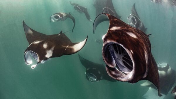 نال المصوّر ماركو لاوسدي  تنويها شرفيا في فئة سلوك الحياة البحرية للأجهزة المدمجة ضمن مسابقة فنون المحيطات 2025 عن صورته المذهلة بعنوان غزو فضائي، التي توثّق لحظة فريدة خلال وقت التغذية المكثف لأسماك الراي المرجانية. - سبوتنيك عربي