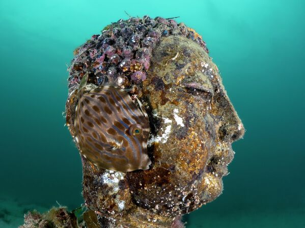 حصلت المصورة، إيموجن مانينز، على المركز الثاني في فئة البورتريه ضمن مسابقة "فنون المحيطات 2025" عن صورتها اللافتة بعنوان "أذن بوذا"، والتي توثق لحظة هادئة تجمع بين الحياة البحرية والفن الغارق تحت الماء، وتروي مانينز أن الصورة تظهر سمكة جلدية فسيفسائية صغيرة وهي تحتمي بجوار تمثال لبوذا غارق بالقرب من رصيف. - سبوتنيك عربي