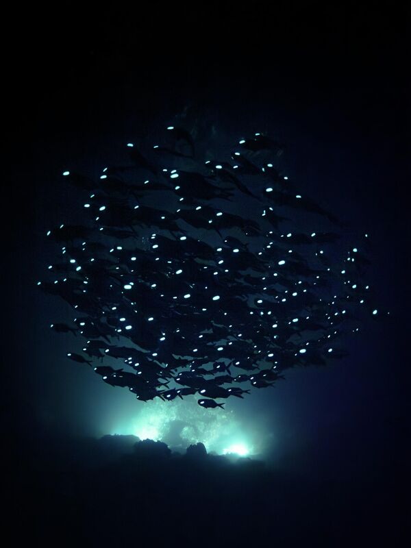 نال المصوّر، أكيرا أساهينا، تنويها شرفيا في فئة الغوص الليلي في المياه المفتوحة  ضمن مسابقة "فنون المحيطات 2025" عن صورته الغامرة بعنوان "أشباح المحيط" والتي تبرز عيون متوهجة لا حصر لها تطفو كأشباح تسبح في البحر. - سبوتنيك عربي