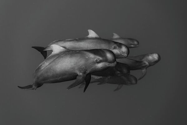 نال المصوّر، شونسكي ناكانو، تنويها شرفيا في فئة الأبيض والأسود ضمن مسابقة "فنون المحيطات 2025"عن صورته المؤثرة بعنوان " القرابة"، التي توثق الروابط العائلية العميقة بين الحيتان الطيارة في عرض البحر. - سبوتنيك عربي