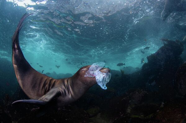 حصلت المصورة، سيليا كوجالا، على المركز الرابع في فئة الحفاظ على البيئة تحت الماء ضمن مسابقة "فنون المحيطات 2025" عن صورتها المؤثرة بعنوان "اللعبة الخطرة"، التي تسلط الضوء على أحد الآثار المؤلمة للتلوث البحري على الكائنات البحرية الصغيرة. - سبوتنيك عربي