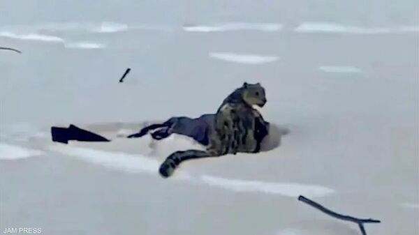 صورة قرب نمر تكلف صاحبتها وجهها - سبوتنيك عربي