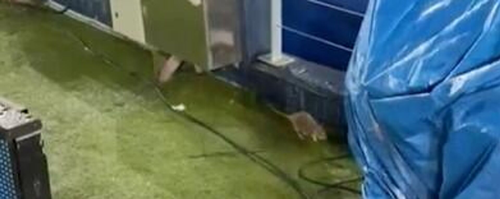 جرذ في ملعب كامب نو يشعل السخرية ويثير الجدل قبل مواجهة برشلونة وكوبنهاغن - سبوتنيك عربي, 1920, 28.01.2026