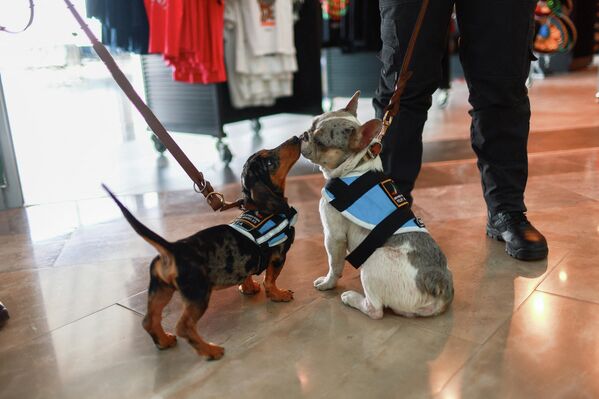 صورة لكلبان، ضمن برنامج يشرف عليه الحرس الوطني للمساعدة في تخفيف قلق وخوف المسافرين من الطيران، في المكسيك. صورة لكلبان، ضمن برنامج يشرف عليه الحرس الوطني للمساعدة في تخفيف قلق وخوف المسافرين من الطيران، في المكسيك. - سبوتنيك عربي